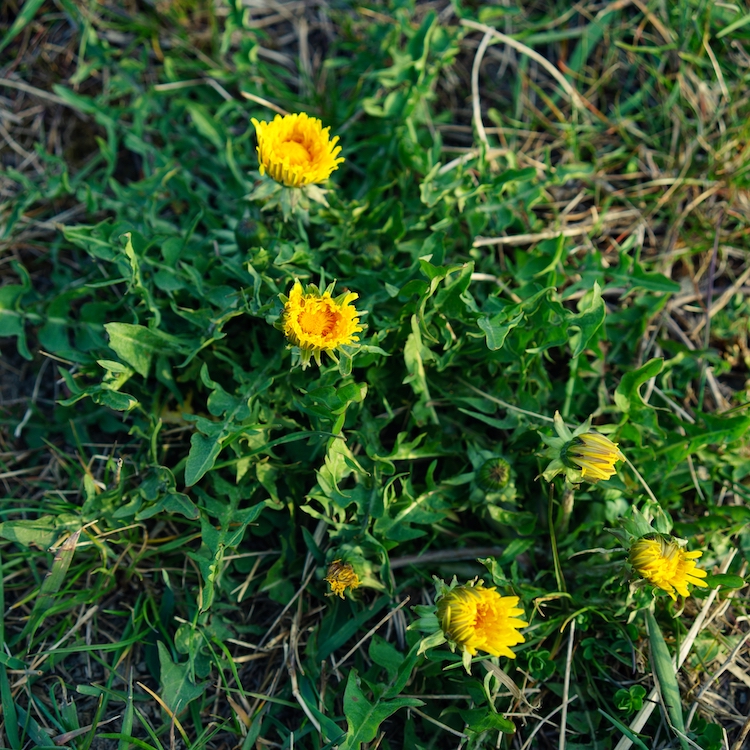 Dandelions Flowering Before Going to Seed